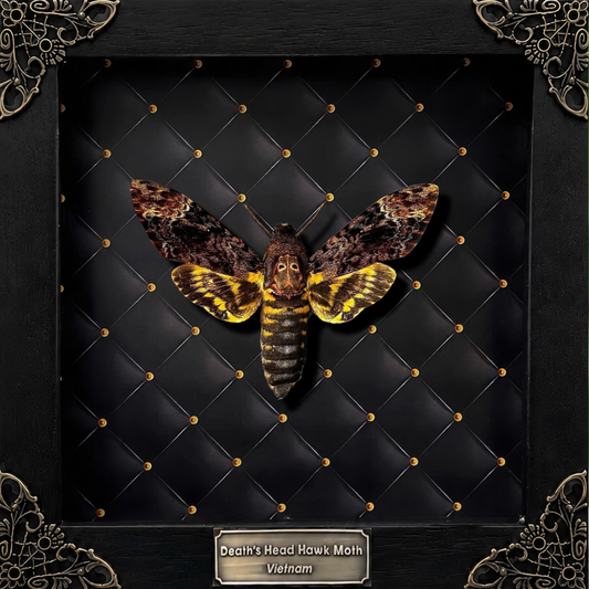 Gothic Decor Real Death Head Moth Acherontia Framed Dark Skull Moth Taxidermy