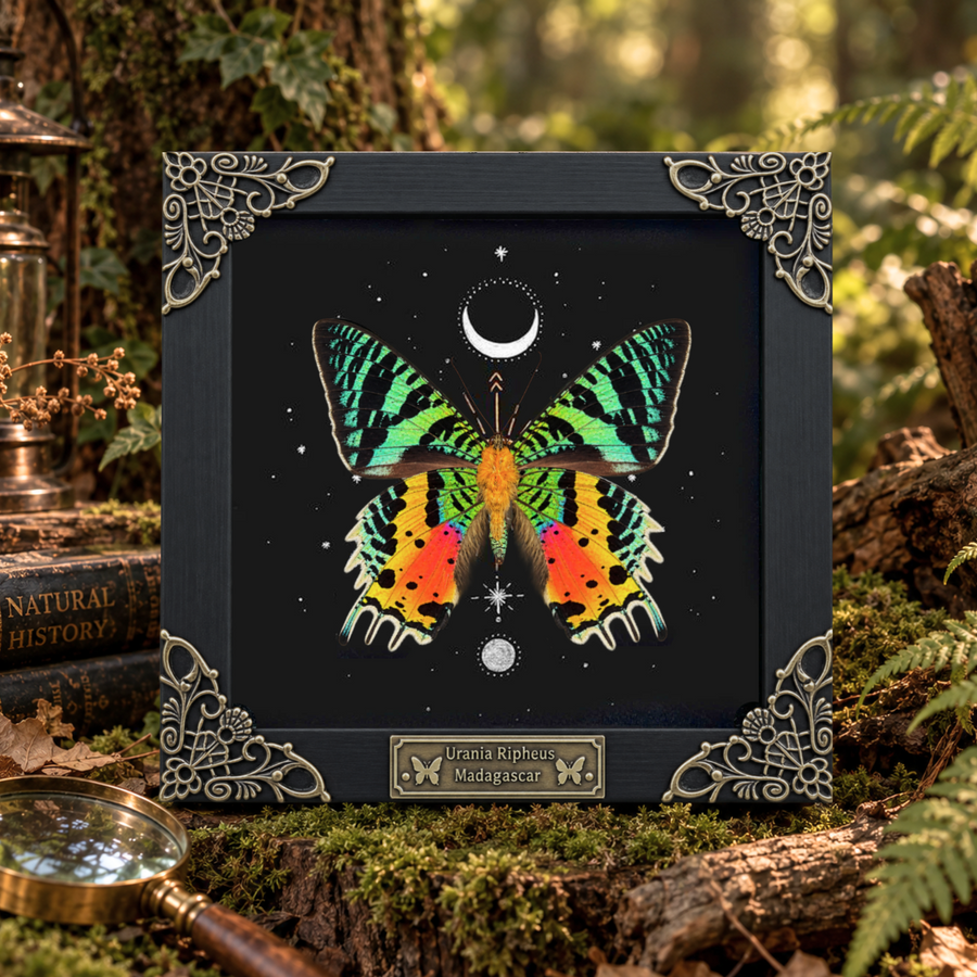 Madagascan Sunset Moth