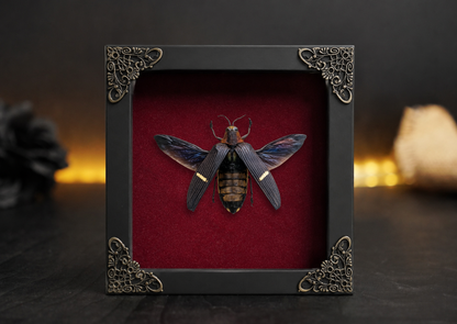 Real Framed Giant Beetle Insect Dead Bug Taxidermy Artwork Oddities Curiosities Home Gothic Decor K14-104-DE