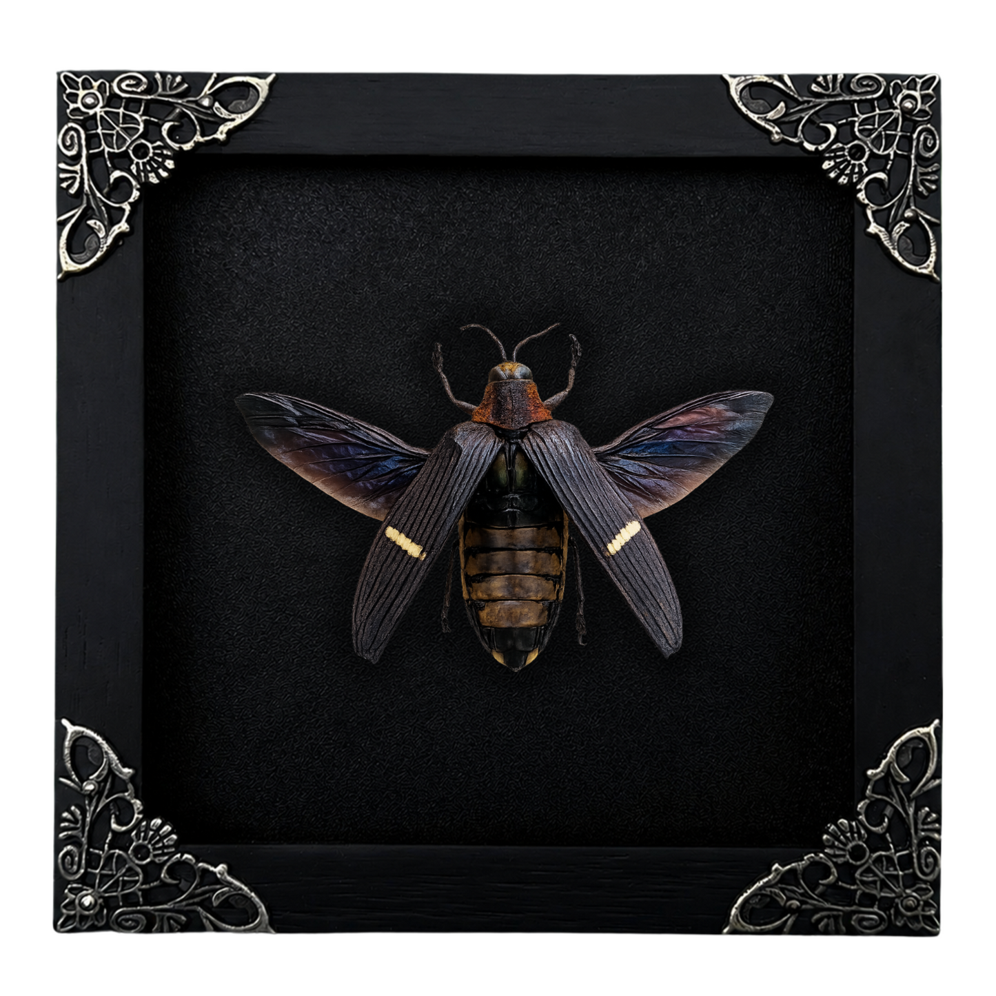 Real Framed Giant Beetle Insect Dead Bug Taxidermy Artwork Oddities Curiosities Home Gothic Decor K14-104-DE