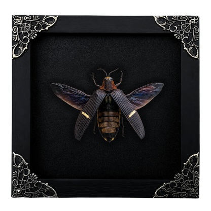 Real Framed Giant Beetle Insect Dead Bug Taxidermy Artwork Oddities Curiosities Home Gothic Decor K14-104-DE