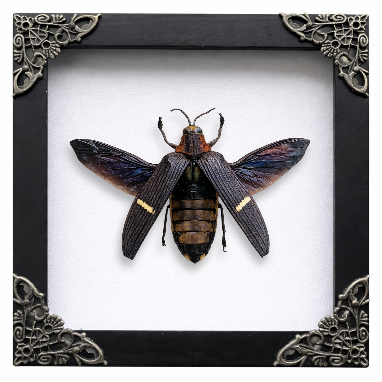 Real Framed Giant Beetle Insect Dead Bug Taxidermy Artwork Oddities Curiosities Home Gothic Decor K14-104-DE