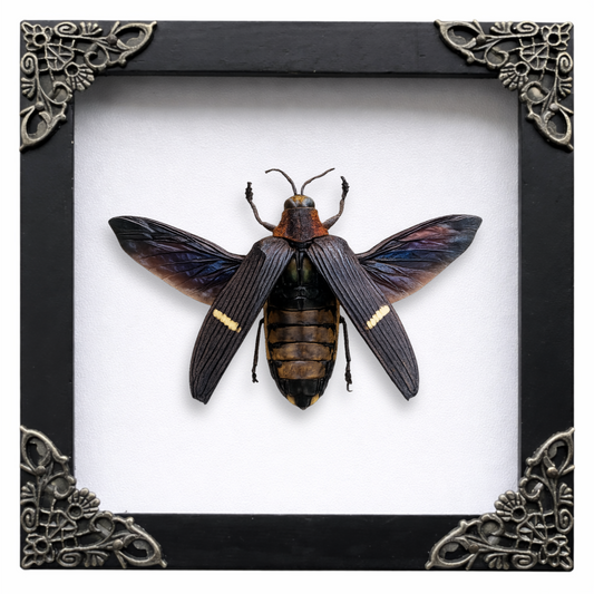 Real Framed Giant Beetle Insect Dead Bug Taxidermy Artwork Oddities Curiosities Home Gothic Decor K14-104-DE