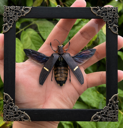 Real Framed Giant Beetle Insect Dead Bug Taxidermy Artwork Oddities Curiosities Home Gothic Decor K14-104-DE