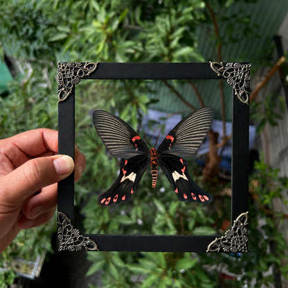 Real Framed Epicopeia Polydora Butterfly - Mimic Moth Taxidermy Butterfly Taxadermy Wall Hanging Art Oddities Curiosities K16-132-DE