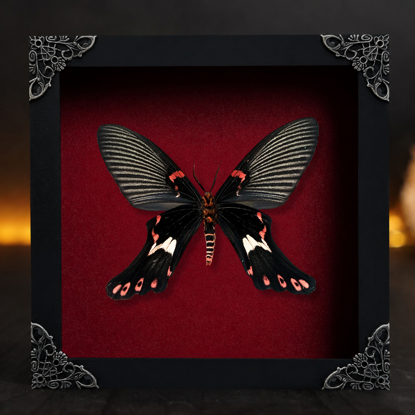 Real Framed Epicopeia Polydora Butterfly - Mimic Moth Taxidermy Butterfly Taxadermy Wall Hanging Art Oddities Curiosities K16-132-DE