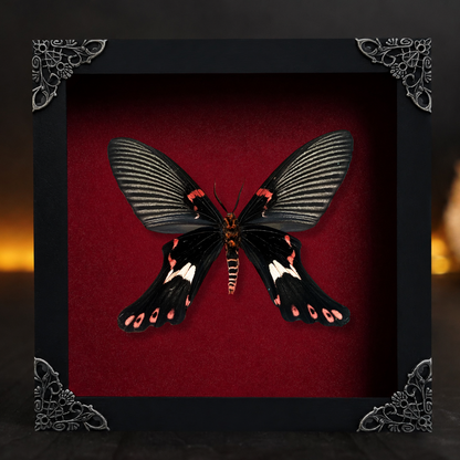 Real Framed Epicopeia Polydora Butterfly - Mimic Moth Taxidermy Butterfly Taxadermy Wall Hanging Art Oddities Curiosities K16-132-DE