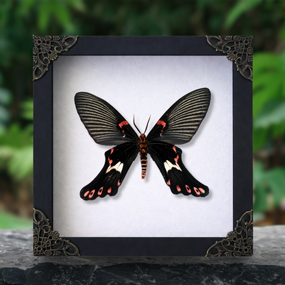 Real Framed Epicopeia Polydora Butterfly - Mimic Moth Taxidermy Butterfly Taxadermy Wall Hanging Art Oddities Curiosities K16-132-DE