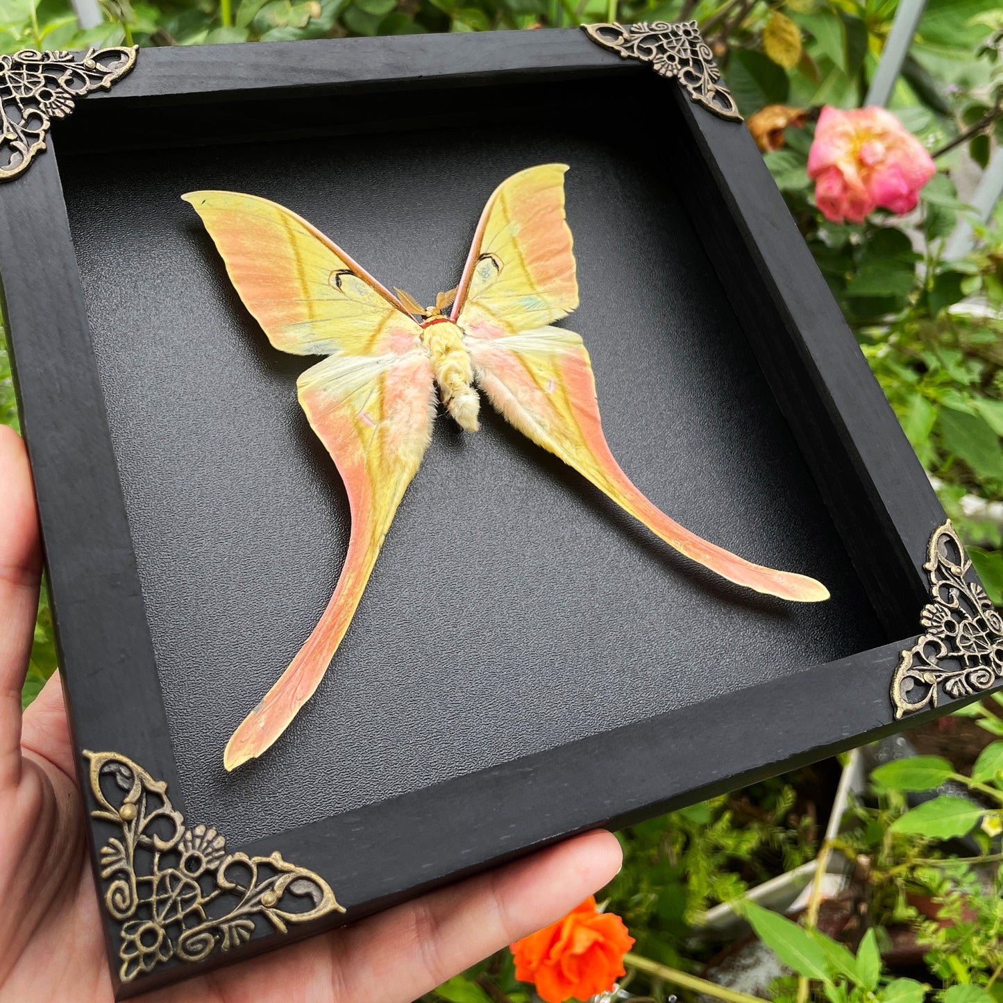 Real Actias Luna Moth Framed Butterfly Dead Insect Dried Bug Shadow Box  Specimen Display Tabletop Decoration Artwork Gallery Decor Living K18-38-DE