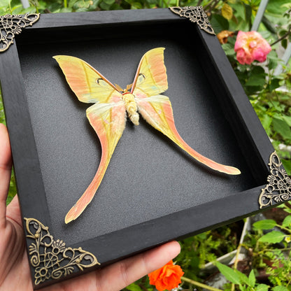 Real Actias Luna Moth Framed Butterfly Dead Insect Dried Bug Shadow Box  Specimen Display Tabletop Decoration Artwork Gallery Decor Living K18-38-DE