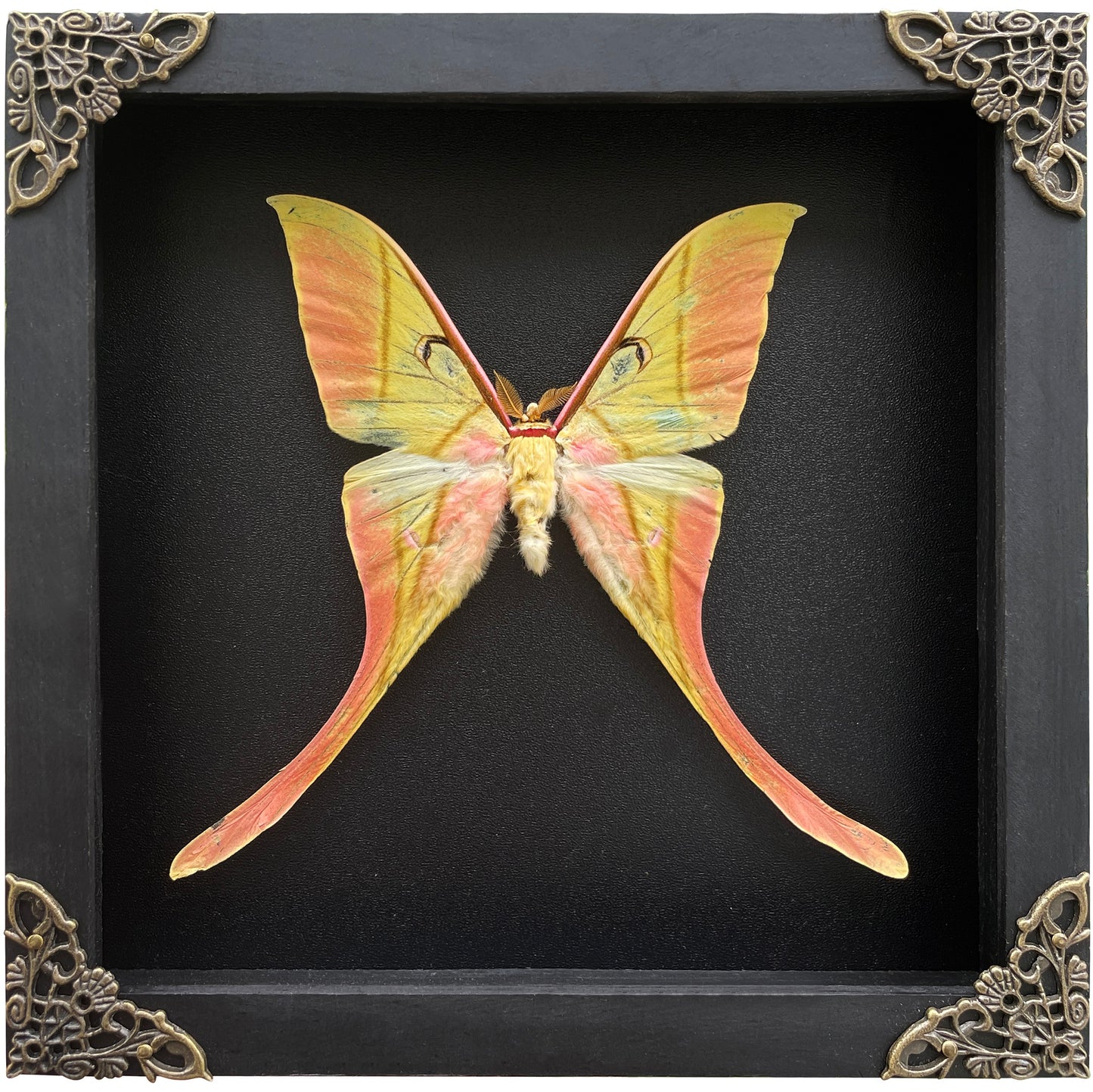 Real Actias Luna Moth Framed Butterfly Dead Insect Dried Bug Shadow Box  Specimen Display Tabletop Decoration Artwork Gallery Decor Living K18-38-DE