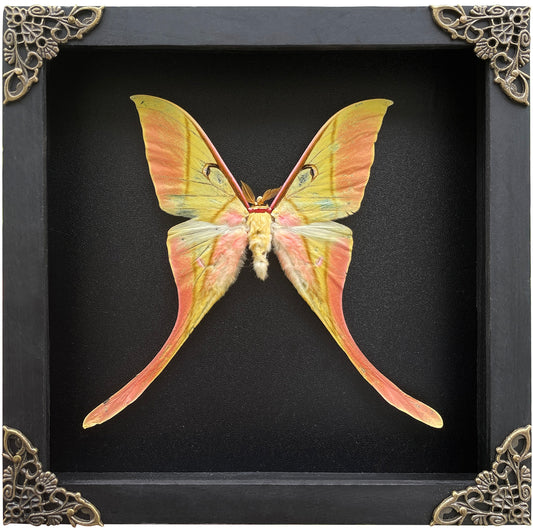 Real Actias Luna Moth Framed Butterfly Dead Insect Dried Bug Shadow Box  Specimen Display Tabletop Decoration Artwork Gallery Decor Living K18-38-DE