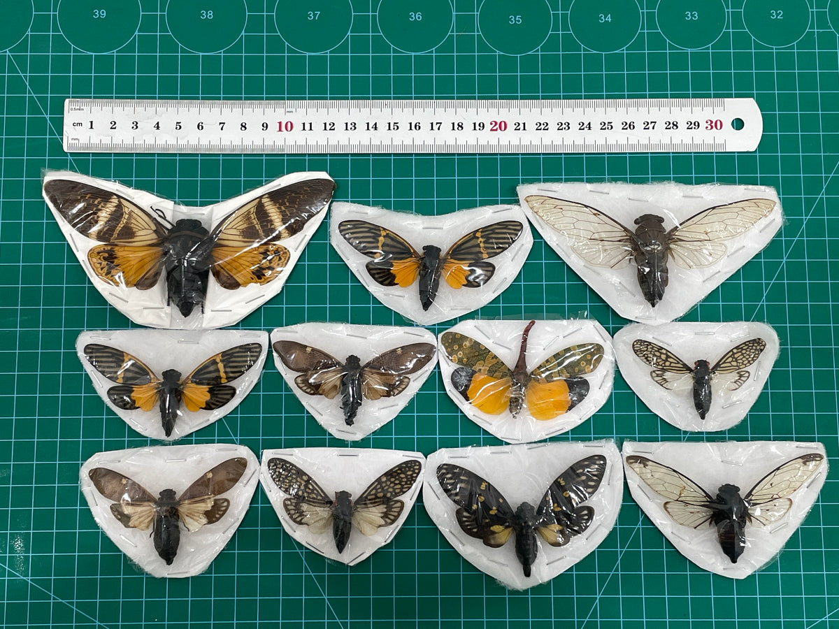 10 Real Assorted Cicadas Beetles Insect Specimen Dried Bug Decor Art VESET7