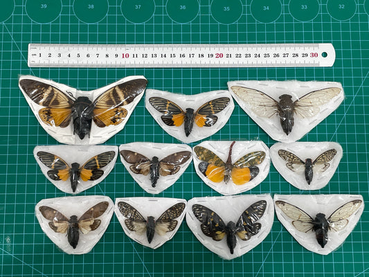 10 Real Assorted Cicadas Beetles Insect Specimen Dried Bug Decor Art VESET7