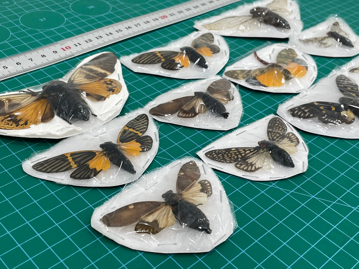 10 Real Assorted Cicadas Beetles Insect Specimen Dried Bug Decor Art VESET7