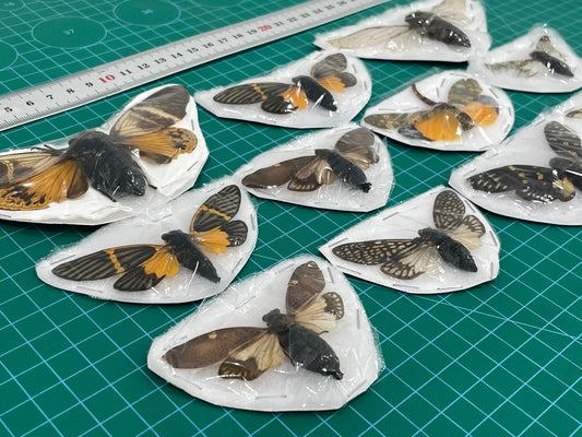 10 Real Assorted Cicadas Beetles Insect Specimen Dried Bug Decor Art VESET7