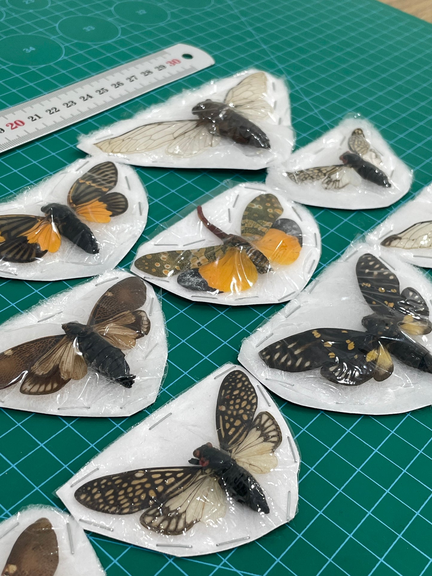 10 Real Assorted Cicadas Beetles Insect Specimen Dried Bug Decor Art VESET7