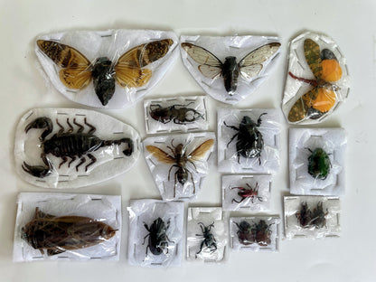 15 Real Beetles Bees Cicada Scorpion Butterfly Specimen Preserved Dried Insect Curiosities Crafts BO10SET