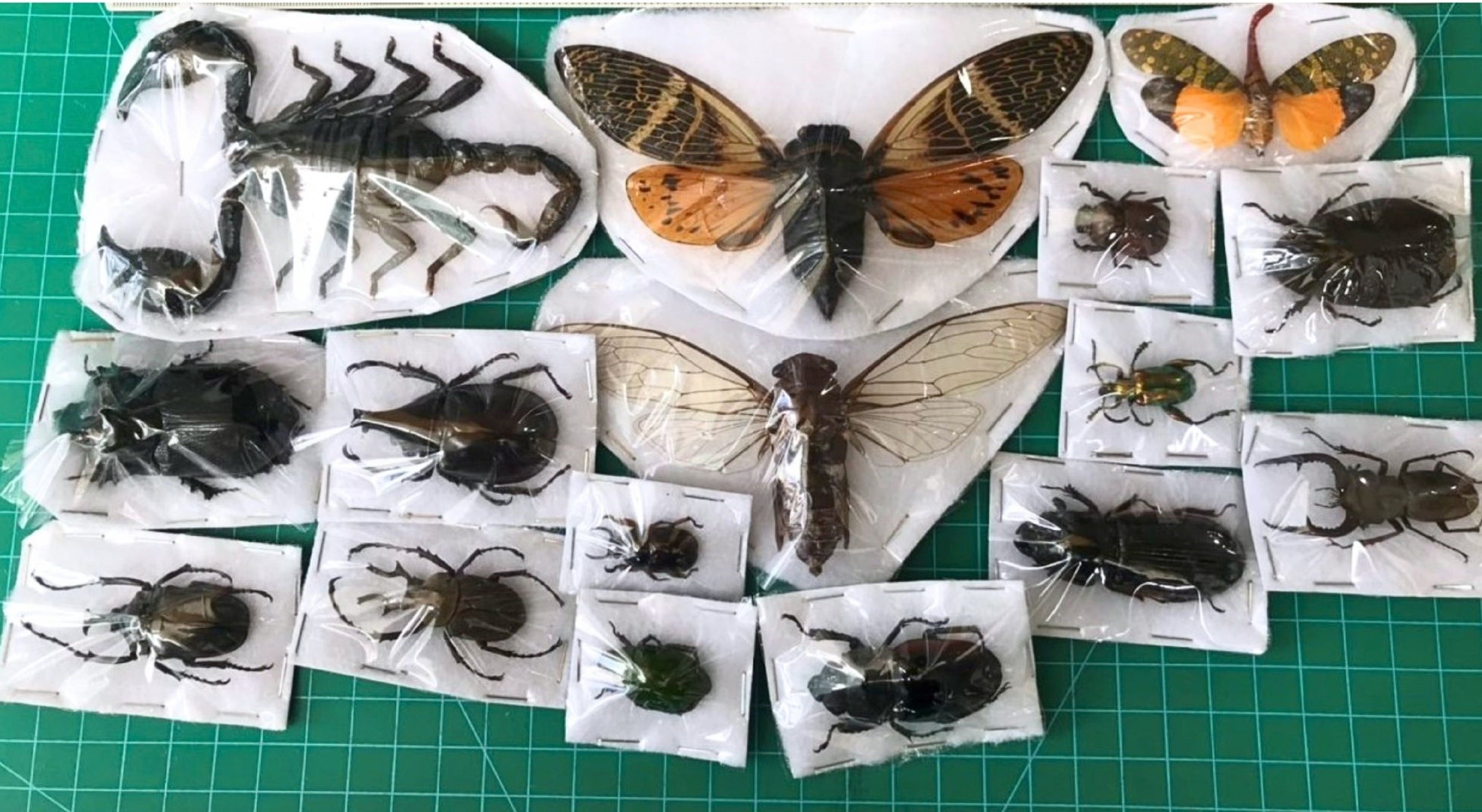15 Real Beetles Bees Cicada Scorpion Butterfly Specimen Preserved Dried Insect Curiosities Crafts BO10SET