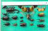 15 Real Beetles Bees Cicada Scorpion Butterfly Specimen Preserved Dried Insect Curiosities Crafts BO10SET