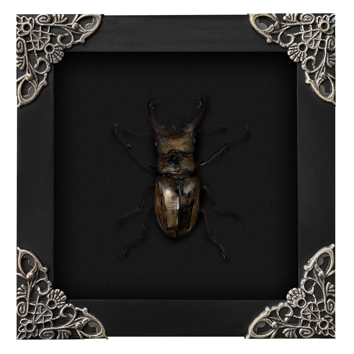 Real Framed Lucanas Beetle Bee Black Shadow Box Specimen Oddities K12-57-DE