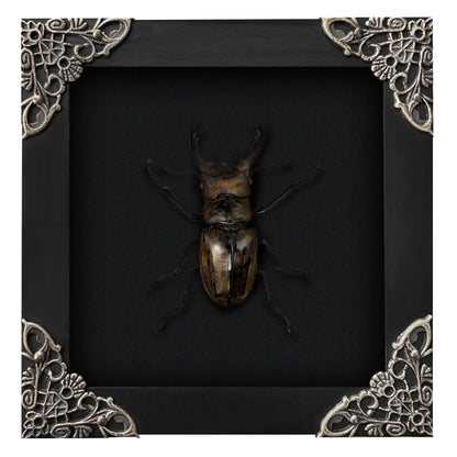 Real Framed Lucanas Beetle Bee Black Shadow Box Specimen Oddities K12-57-DE