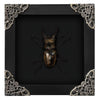 Real Framed Lucanas Beetle Bee Black Shadow Box Specimen Oddities Taxidermy K12-57-DE