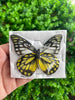 Real Yellow Butterfly Specimen Collection Butterflies Mounted Dead Animal Preserved Entomology Taxidermy Oddity Scientific Lover Insect Office Desk Art Artwork Display BU-10