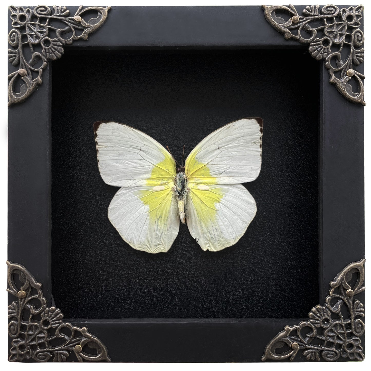 Real Butterfly Catopsilia Pomona White Framed Insect Dried Bug Beetle Shadow Box Black Wooden Frame Specimen Display Oddity Tabletop Standable Wall Hanging Home Decor K12-37-DE