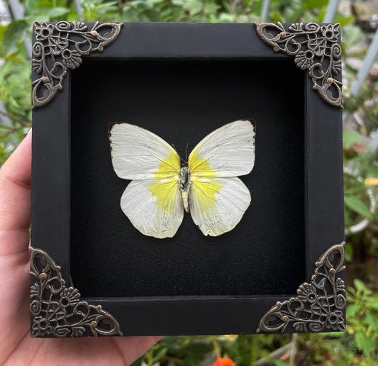 Real Butterfly Catopsilia Pomona White Framed Insect Dried Bug Beetle Shadow Box Black Wooden Frame Specimen Display Oddity Tabletop Standable Wall Hanging Home Decor K12-37-DE