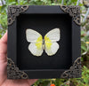 Real Butterfly Catopsilia Pomona White Framed Insect Dried Bug Beetle Shadow Box Black Wooden Frame Taxidermy Specimen Display Oddity Tabletop Standable Wall Hanging Home Decor K12-37-DE
