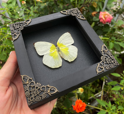 Real Butterfly Catopsilia Pomona White Framed Insect Dried Bug Beetle Shadow Box Black Wooden Frame Specimen Display Oddity Tabletop Standable Wall Hanging Home Decor K12-37-DE