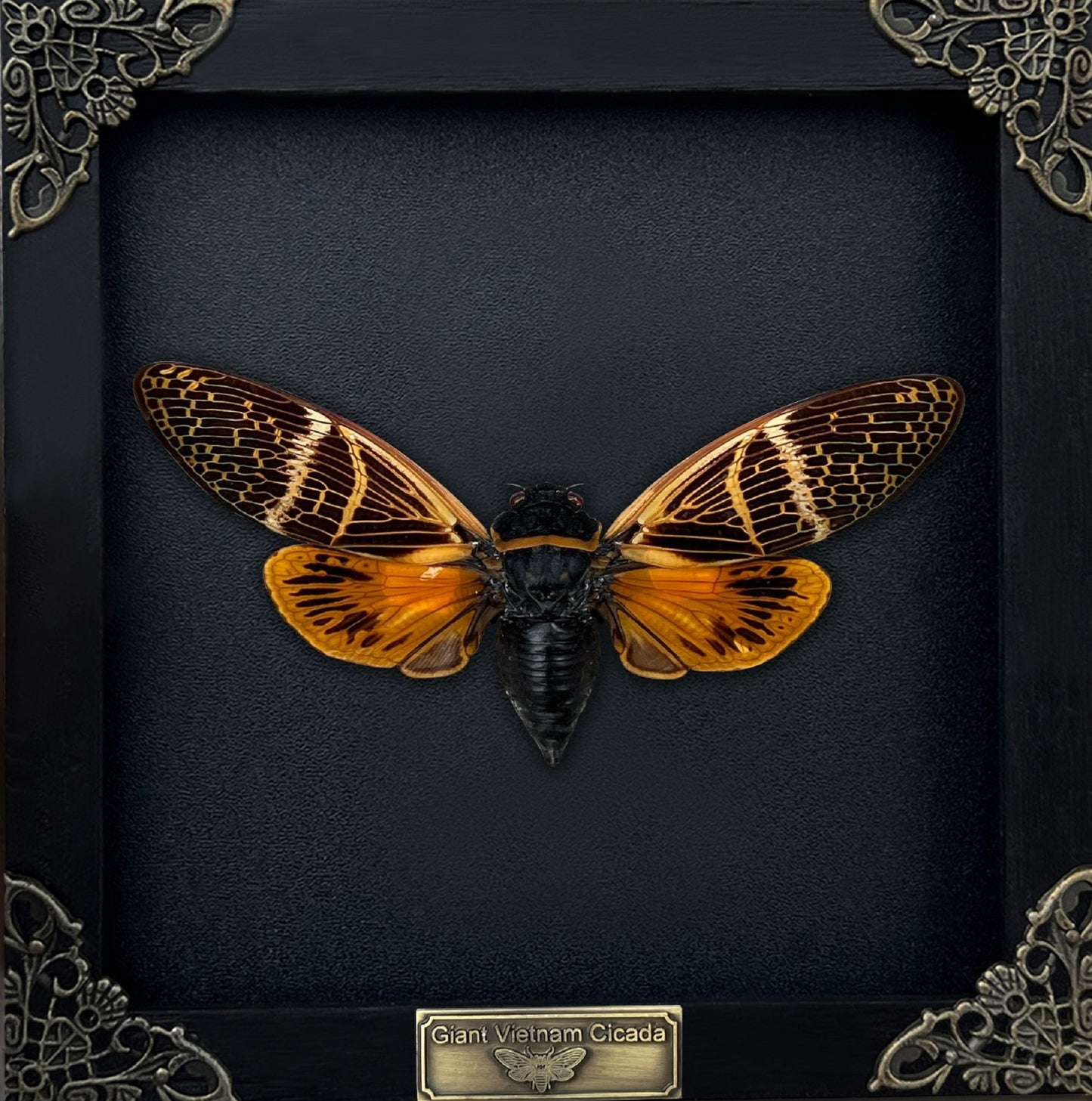Real Cicada Beetle Wooden Framed Insect Specimen Oddities K16-50-DE