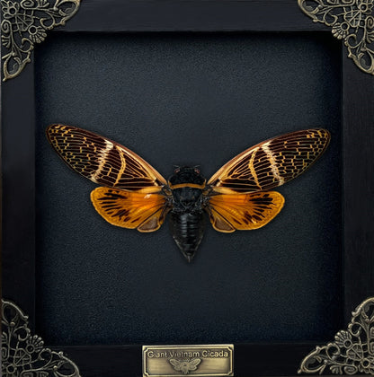 Real Cicada Beetle Wooden Framed Insect Specimen Oddities K16-50-DE