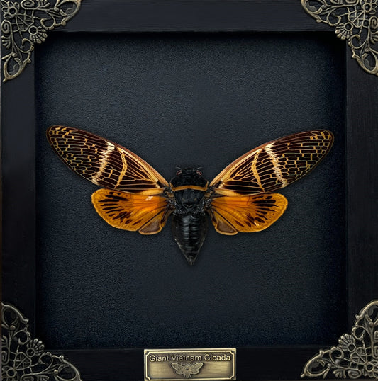 Real Cicada Beetle Wooden Framed Insect Specimen Oddities K16-50-DE