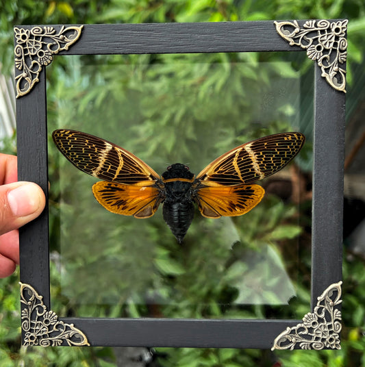 Real Cicada Beetle Wooden Framed Insect Specimen Oddities K16-50-KINH