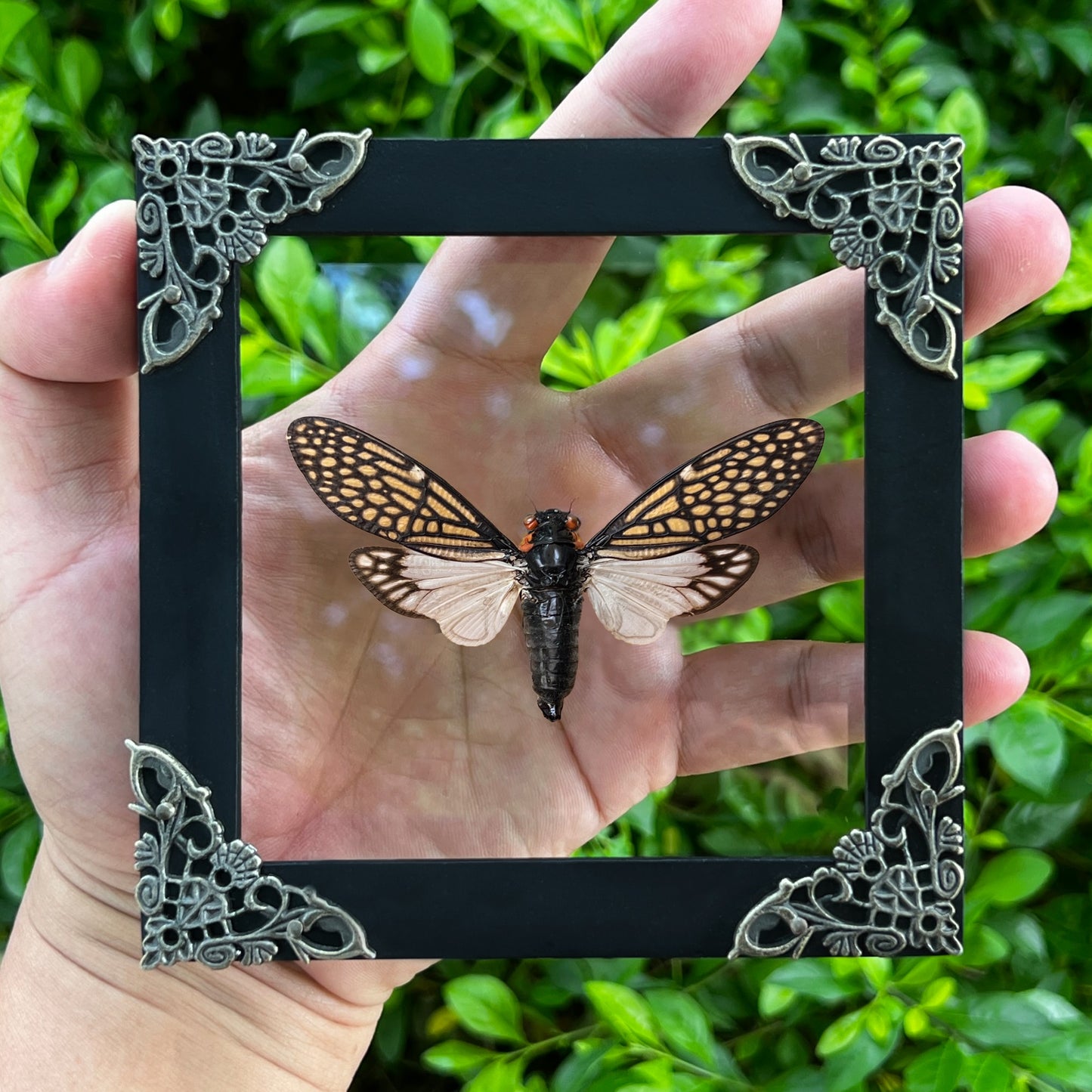 Real Framed Cicada Tailanga Glass Wooden Specimen Oddities K12-63-KINH