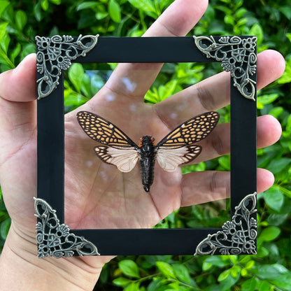 Real Framed Cicada Tailanga Glass Wooden Specimen Oddities K12-63-KINH