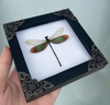 Real Clear Wings Dragonfly Gothic Decor Taxidermy Insect Shadow Box Entomology Gift K12-83-TR