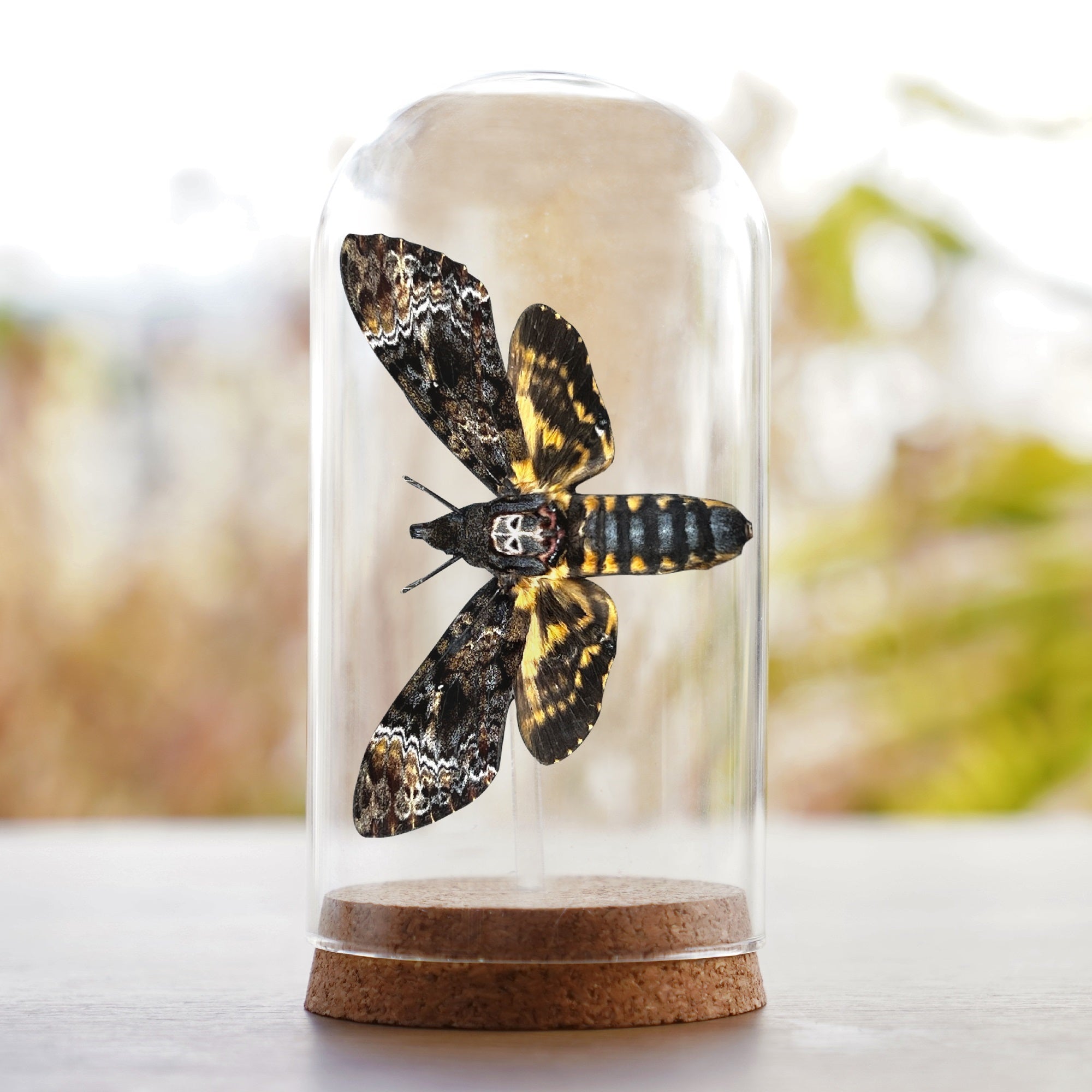 Real Death Head Moth Glass Dome Preserved Specimen Collection Oddity Dried Insect Dead Butterfly Taxidermy Education Science Decor Living Home Decoration Display DOME8.16-01