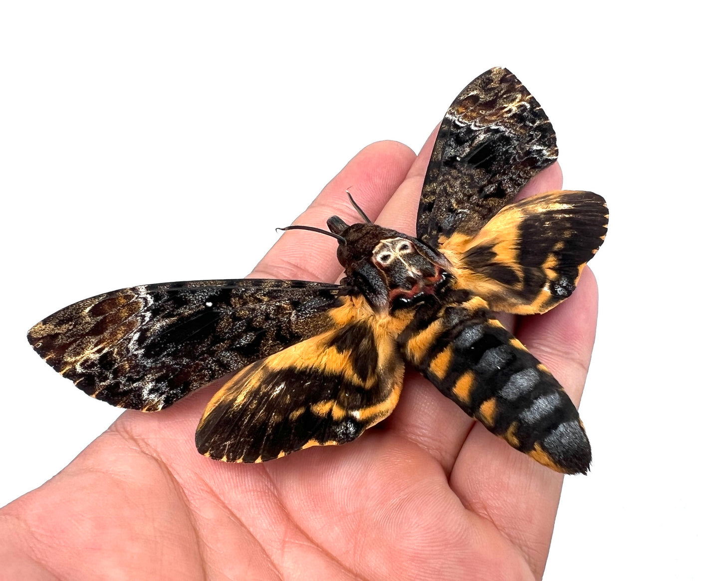 Real Death Head Moth Glass Dome Preserved Specimen Collection Oddity Dried Insect Dead Butterfly Education Science Decor Living Home Decoration Display DOME8.16-01