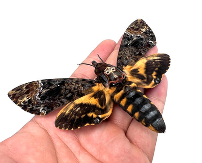 Real Death Head Moth Glass Dome Preserved Specimen Collection Oddity Dried Insect Dead Butterfly Education Science Decor Living Home Decoration Display DOME8.16-01