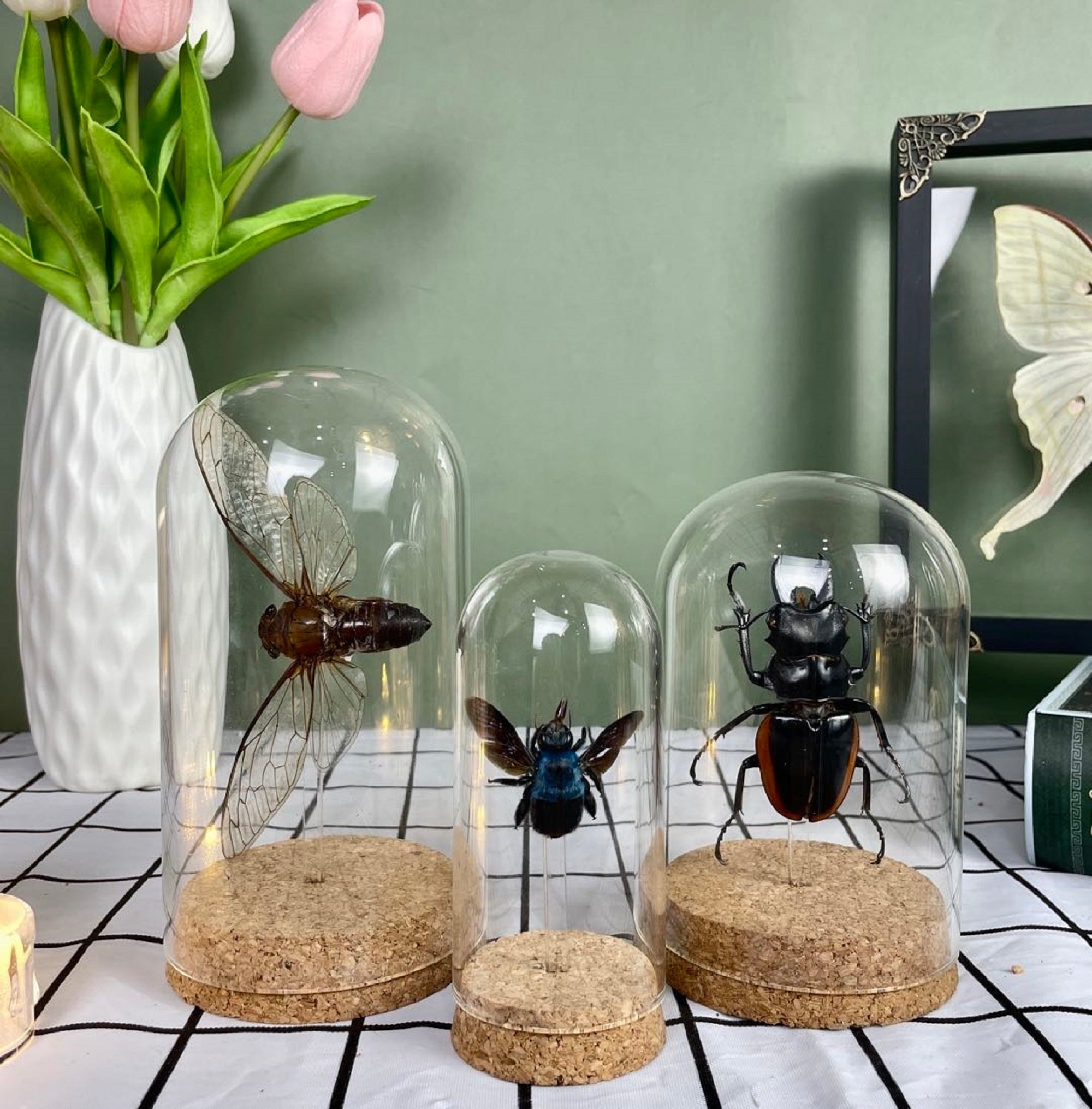 Real Death Head Moth Glass Dome Preserved Specimen Collection Oddity Dried Insect Dead Butterfly Taxidermy Education Science Decor Living Home Decoration Display DOME8.16-01