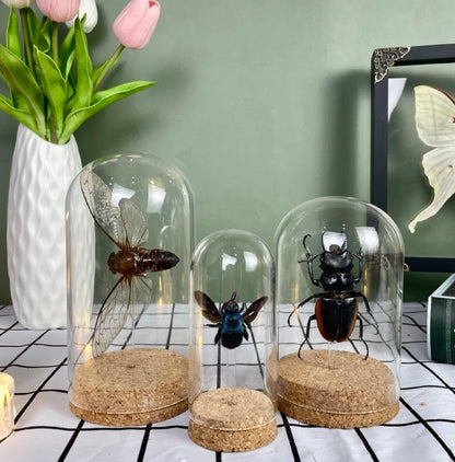 Real Death Head Moth Glass Dome Preserved Specimen Collection Oddity Dried Insect Dead Butterfly Education Science Decor Living Home Decoration Display DOME8.16-01