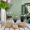 Real Death Head Moth Glass Dome Preserved Specimen Collection Oddity Dried Insect Dead Butterfly Taxidermy Education Science Decor Living Home Decoration Display DOME8.16-01