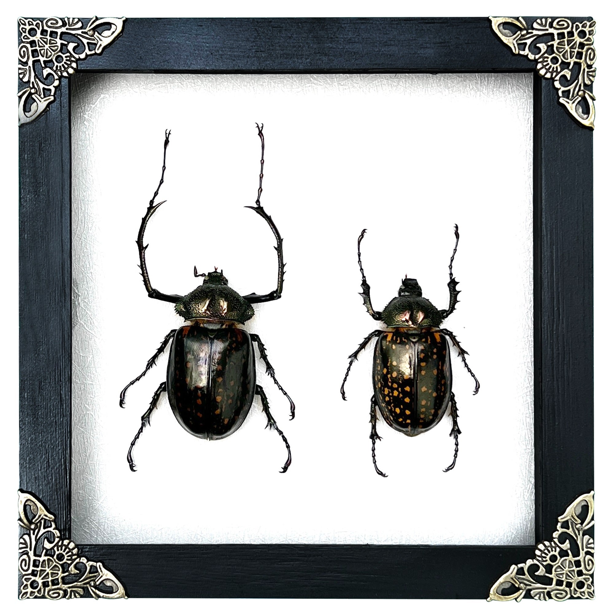 Real Framed Pair Long Arm Beetle Dried Frame Shadow Box Artwork Home Decor K18-60-TR