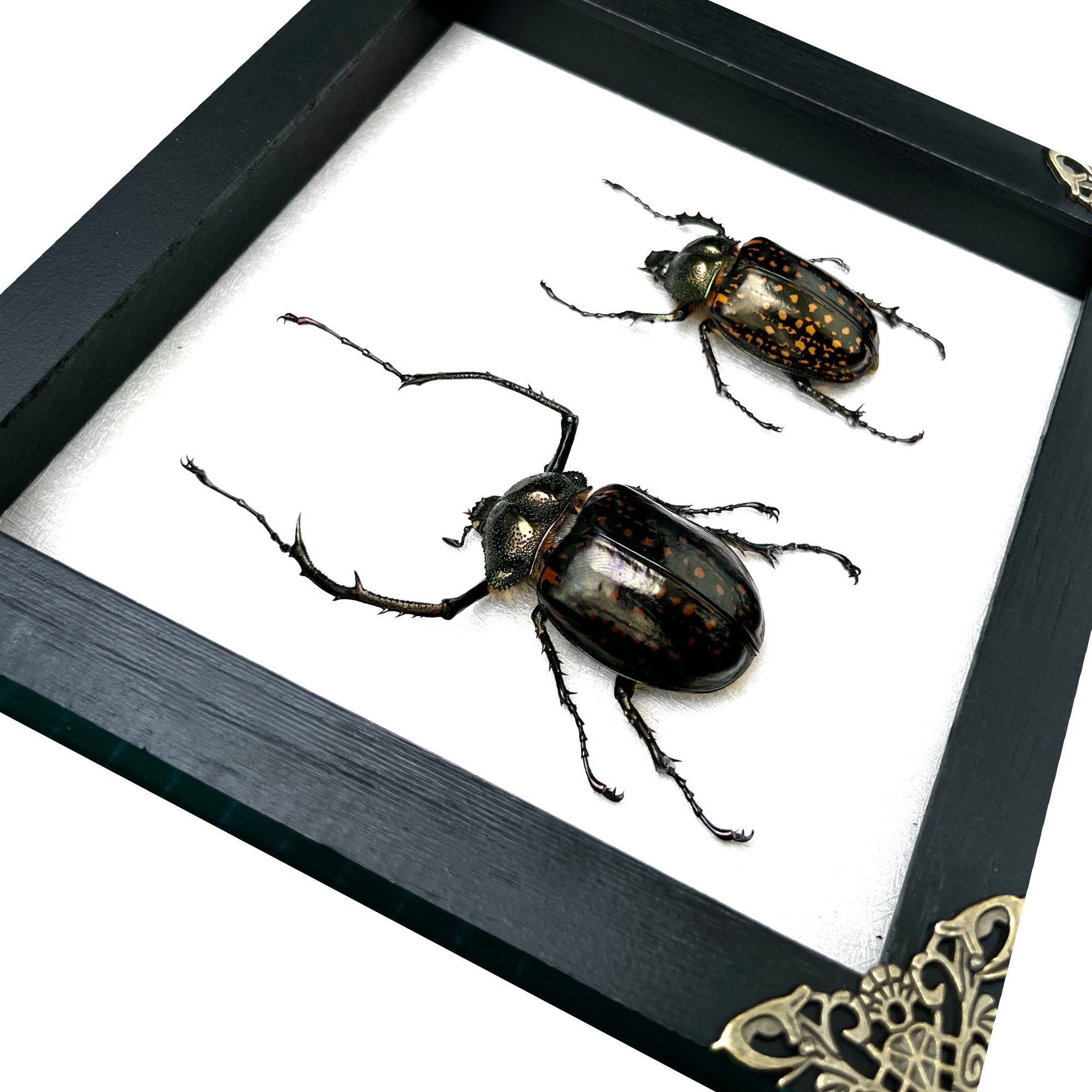 Real Framed Pair Long Arm Beetle Dried Frame Shadow Box Artwork Home Decor K18-60-TR