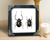 Real Framed Pair Long Arm Beetle Dried Frame Shadow Box Artwork Home Decor K18-60-TR