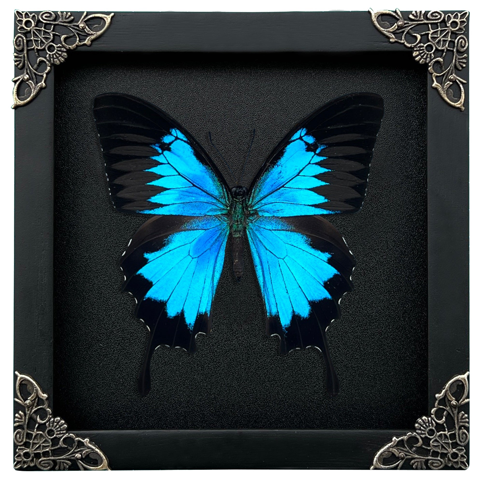 Blue Swallowtail Butterfly Real Framed Wooden Shadow Box Dried Insect Taxidermy Specimen K16-28-DE