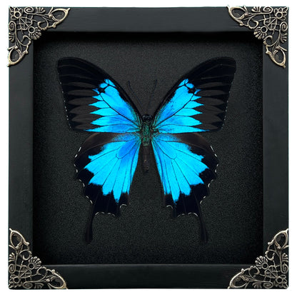 Blue Swallowtail Butterfly Real Framed Wooden Shadow Box Dried Insect Specimen K16-28-DE